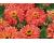 Zinnia. Senora 75 seeds