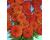 Zinnia. Queen Pure Orange 20 seeds