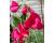 Sweet Pea. Zorija Rose 15 seeds