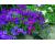 Aubrieta. Cascade Mixed 400 seeds