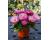 Bellis Bam Bam Rose 50 pellets
