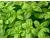 Basil Nufar 500 seeds
