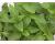 Basil Thai Queenette 200 seeds