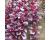 Beetroot Bulls Blood Scarletta 150 seeds