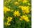 Birds Foot Trefoil common 400 seeds