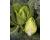 Cabbage Stelvio (pointed savoy) 25 seeds