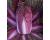 Chinese Cabbage Merlot 50 seeds