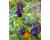 Cerinthe. Pride of Gibralter 15 seeds