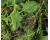 Greens Frills Mix 600 seeds