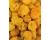 Chilli 7 Pot Brain Strain YELLOW 10 seeds