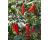 Chilli Apache 10 seeds