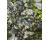 Chilli Black Pearl 10 seeds