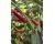 Chilli Black Cobra 10 seeds