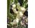 Chilli Faddas White 10 seeds