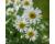 Corn Chamomile 1 gram av 3000s