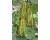 Cucumber Brocade 10 seeds