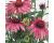 Echinacea. Primadonna Deep Rose 30 seeds