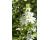 Eyebright 500 seeds