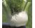Fennel Solaris 40 seeds