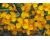 Mexican Mint Marigold 100 seeds