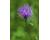 Knapweed Greater 1 gram