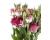 Lisianthus. Cessna Vogue 20 pellets