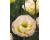 Lisianthus. Croma Champagne 20 pellets