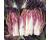 Chinese Cabbage Miss Hong 50 seeds