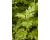 Mugwort 1500 seeds