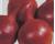 Onion Tropea Rossa Tonda 500 seeds