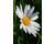 Oxeye Daisy 2000 seeds