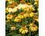 Echinacea. Paradiso Yellow 15 seeds