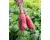 Radish Red King 2 av 125 seeds