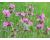 Campion Red 900 seeds