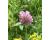 Red Clover 1000 seeds