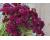 Scabiosa. Merlot Red  75 seeds