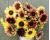 Helianthus. Sunflower Strawberry Lemonade Mix 10 seeds