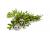 Summer Savory 700 seeds