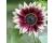 Helianthus. Sunflower Cherry Rose  10 seeds