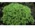 Sweet Marjoram 1500 seeds