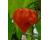 Chili Trinidad Scorpion 10 seeds