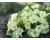 Primrose 250 seeds