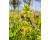 Yellow Rattle 1 gram