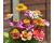 Zinnia. Zinderella Mix 20 seeds