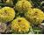 Zinnia. Queen Lemon Peach 20 seeds