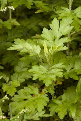 Mugwort 1500 seeds