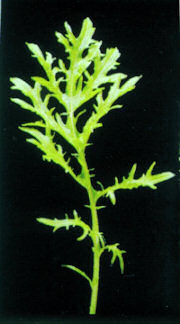 Mustard Golden Streaks 500 seeds