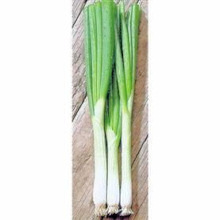 Salad Onion Ramrod 500 seeds