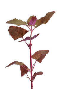 Orach Red Plume 100 seeds