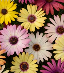 Osteospermum. F1 Akila Grand Canyon 10 seeds